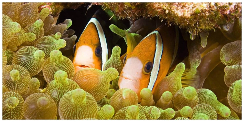 The Life & Love Of The Sea 5 The Life & Love Of The Sea - Image 3