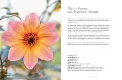 Dahlias -Home Furnishings Shop 9781423648321 02