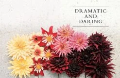 Dahlias -Home Furnishings Shop 9781423648321 04