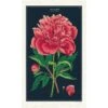 Peony Tea Towel -Home Furnishings Shop new tt peony 4